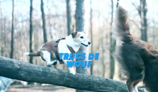 Trucs de Wouf: les feux d'artifice