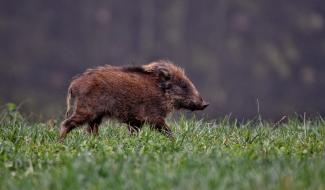 La chasse est ouverte, renseignez-vous avant d'aller vous promener en forêt