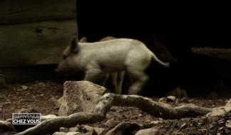 Bienvenue chez vous Automne du 20 septembre 2020