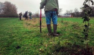 L'objectif de planter 1 million d'arbres et 4.000 km de haies en Wallonie est officiellement atteint