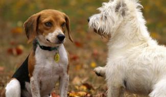 Courcelles : des animations pour la cause animale dans les écoles de l'entité