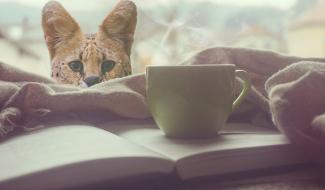 Le Bar à Kitty: un nouveau bar à chats original à Charleroi ?