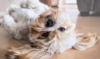 Le personnel de la Ville de Charleroi pourra venir au travail avec son animal de compagnie le 4 octobre prochain