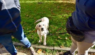 "Les Amis des Aveugles et Malvoyants" recherche des familles d'accueil pour Chiens Guides