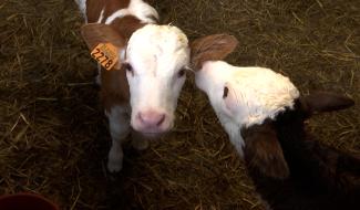 La Belgique inscrit le bien-être animal dans sa Constitution