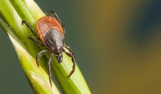 Les tiques font leur retour