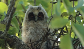 La nature... à Mouscron aussi