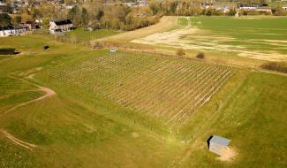 Le printemps redonne vie aux vignes, malgré une année 2024 difficile