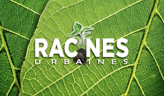 Racines urbaines : Le rempotage printanier