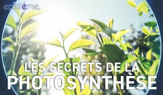 Episteme : les bienfaits des arbres