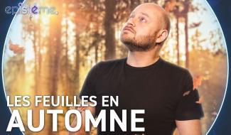 Epistème : Pourquoi les feuilles changent-elles de couleur ?