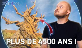 Epistème : Les Secrets de la longévité des Arbres