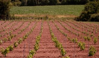 Un tout nouveau vignoble voit le jour à Biesme-sous-Thuin