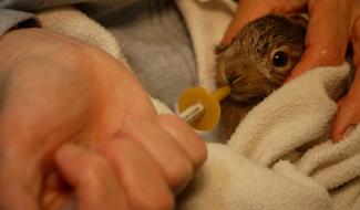 Le CREAVES de Virelles accueille à nouveau des animaux en difficulté