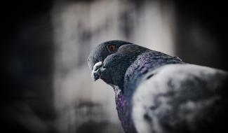Fleurus : La ville maîtrise la population de pigeons sur son territoire