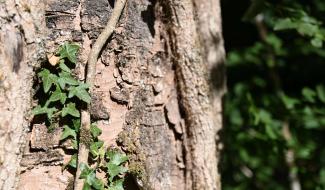 Parc national de l'ESEM : 1800 ha de forêt vont évoluer à leur rythme