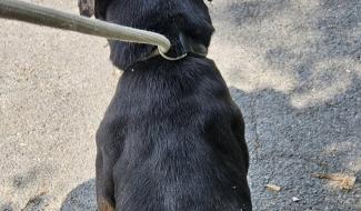 Dampremy : Plusieurs chiens vivaient dans des conditions déplorables