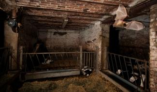 La Nuit européenne des chauves-souris 2025 aura lieu du 30 au 31 août