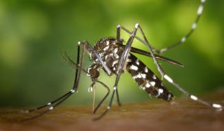 Sciensano confirme la présence de moustiques tigres dans plusieurs communes depuis mai