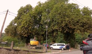 Émotion et incompréhension autour de l’abattage de marronniers classés à Thuin