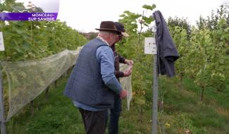 Le vignoble du Martinet chouchoute ses vignes avant une belle vendange