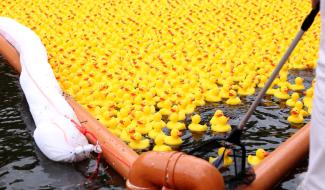 Charleroi : 5.000 canards vont voguer sur la Sambre pour la bonne cause