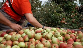 Fleurus : l'effervescence dans les vergers