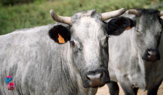 Pense-Bêtes : Help Animals, un refuge pour animaux de ferme