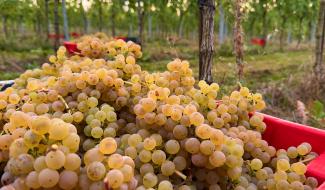 Montigny-le-Tilleul : des vendanges exceptionnelles pour le Domaine du Blanc Caillou !