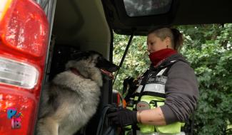 Pense-Bêtes : Les chiens de détection