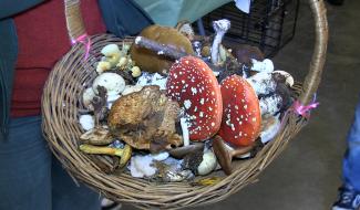 C Local : les champignons à l'honneur à l'Espace Nature de la Botte du Hainaut