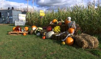 Le labyrinthe du "Grain Egaré" est en mode Halloween !