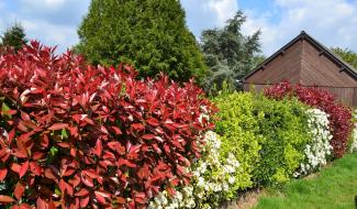 La semaine de l'arbre aura lieu du 22 au 30 novembre