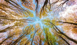 Fleurus : Journée de l'arbre le 29 nvoembre