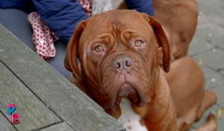 Pense-Bêtes : Le dogue de Bordeaux