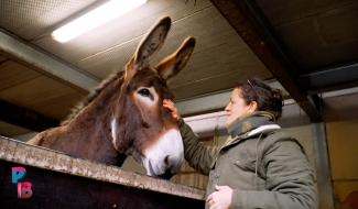Pense-Bêtes : Les ânes