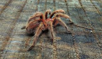 Un refuge limbourgeois accueille 150 tarentules de la région de Charleroi