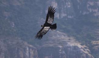 Le condor, l'oeil du monde