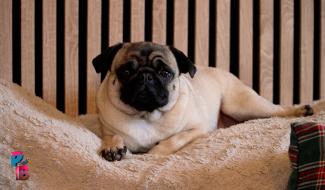 Pense-Bêtes : Portrait de race : le carlin