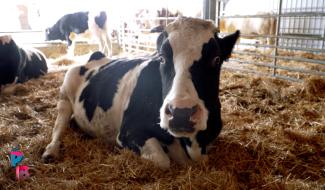 Pense-Bêtes : Le rêve d'Aby