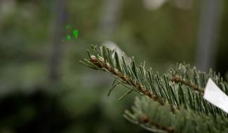 Dans cette pépinière de Beaumont, les sapins de Noël sont 100% wallons