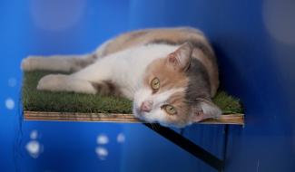 La Féerie des Animaux : solidarité à la SPA de Charleroi