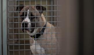 SPA de Charleroi: un bilan 2025 positif malgré un refuge toujours saturé