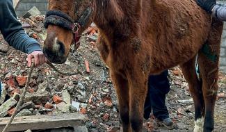 Saisie d’animaux à Pont-à-Celles : le Parquet se saisit du dossier