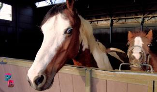 Pense-Bêtes : la ferme des castors