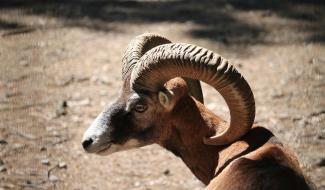 Appel Hainaut : Jugement réformé dans l'affaire des mouflons corses introduits en Wallonie