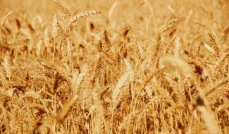 Un nouvel appel à projets wallon pour structurer la transition vers un système alimentaire durable