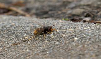 Courcelles: Participez au piégeage du frelon asiatique !