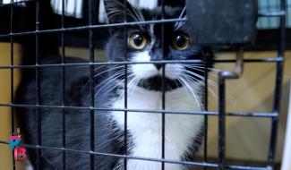 Pense-Bêtes : Les projets de la SPA de Charleroi en 2026