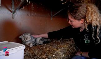 Pense-Bêtes : Le refuge "Les Petits Vieux"